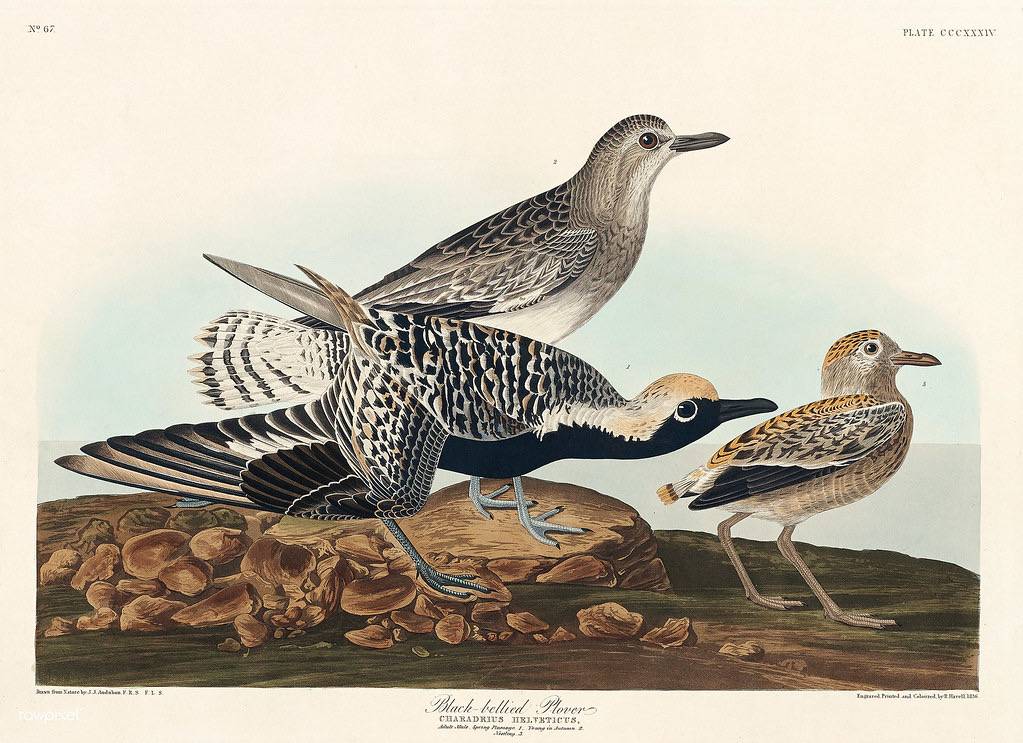 Black-bellied Plover from Birds of America (1827) by John James Audubon (1785 - 1851), etched by Robert Havell (1793 - 1878).  by Free Public Domain Illustrations by rawpixel is licensed under CC BY 2.0